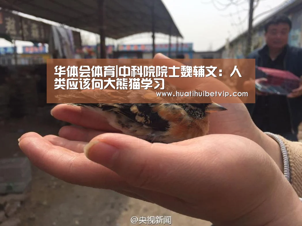 华体会体育|中科院院士魏辅文:人类应该向大熊猫学习(图1) 华体会APP